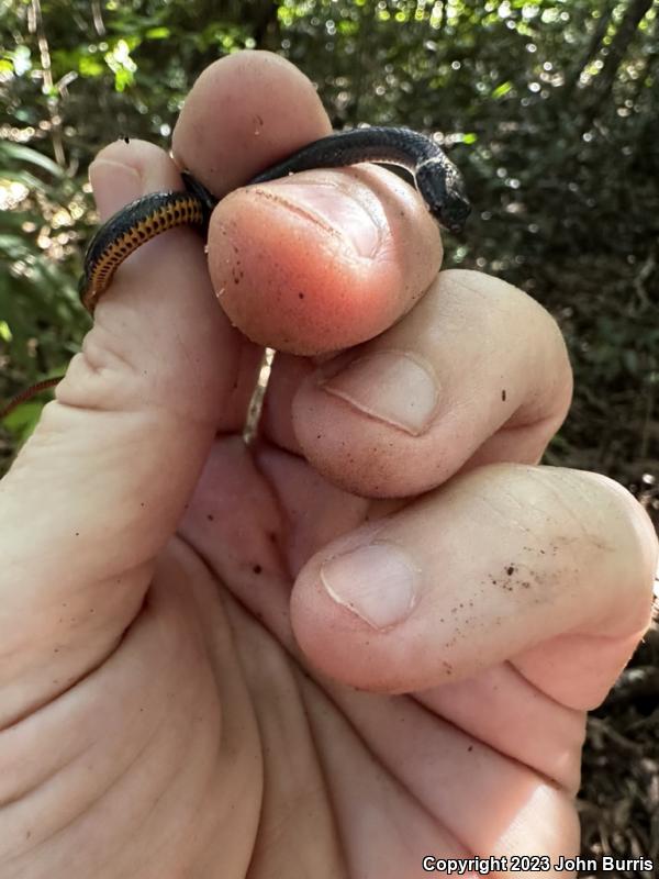 Florida Reef Gecko (Sphaerodactylus notatus notatus)