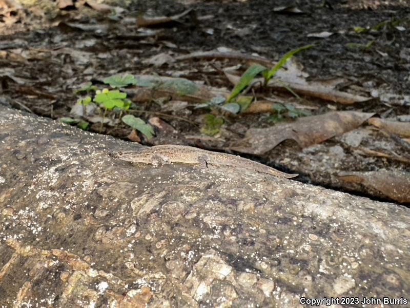 Florida Reef Gecko (Sphaerodactylus notatus notatus)