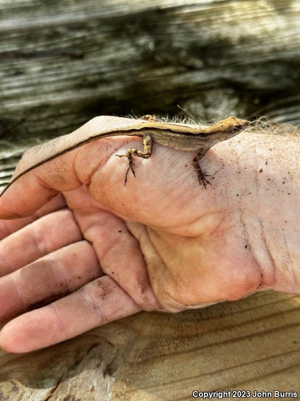 Crested Anole (Anolis cristatellus)