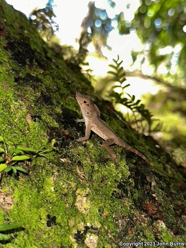 Crested Anole (Anolis cristatellus)