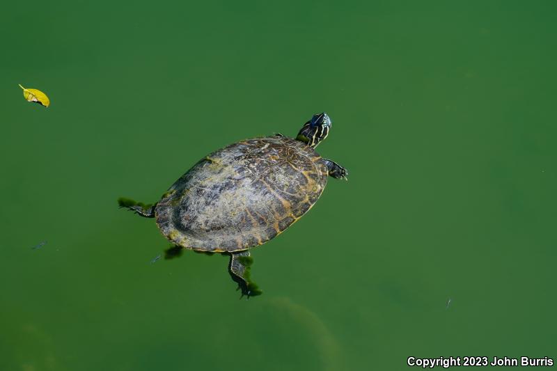 Peninsula Cooter (Pseudemys peninsularis)