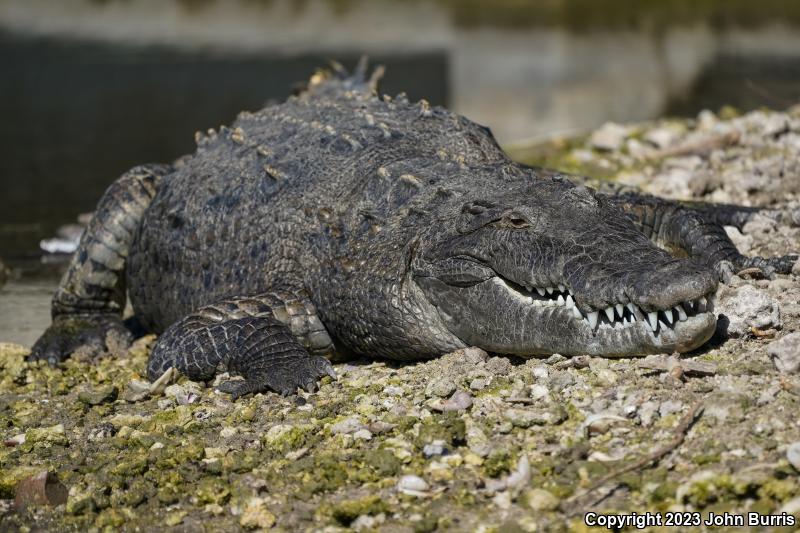 American Crocodile (Crocodylus acutus)