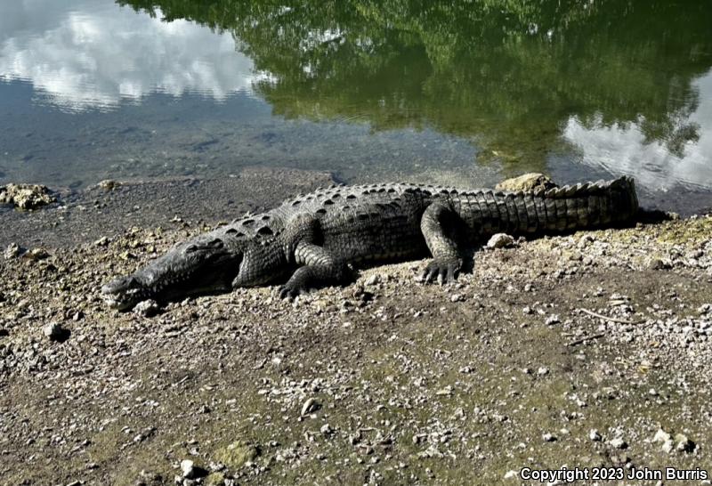 American Crocodile (Crocodylus acutus)