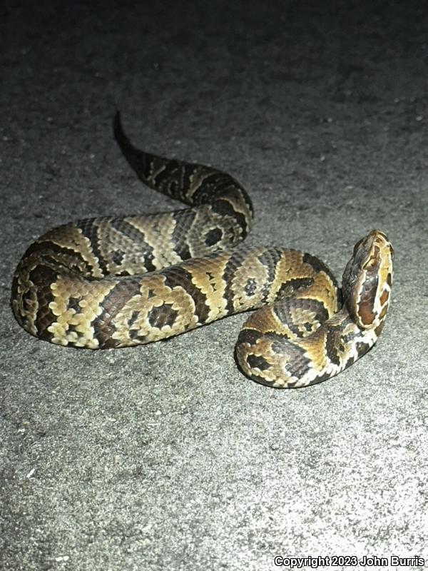 Florida Cottonmouth (Agkistrodon piscivorus conanti)