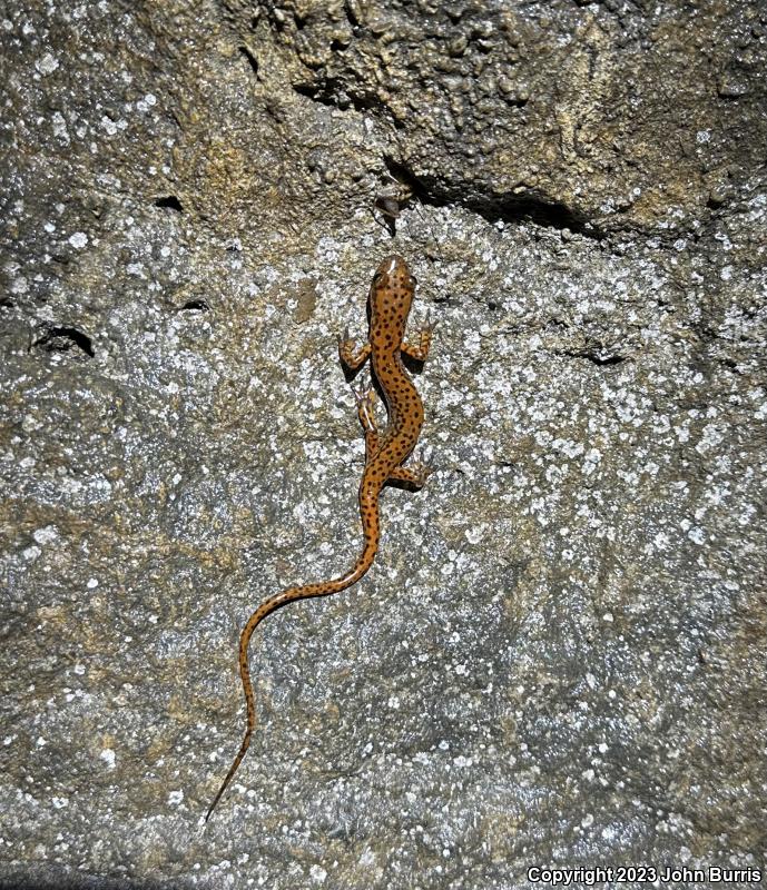 Cave Salamander (Eurycea lucifuga)