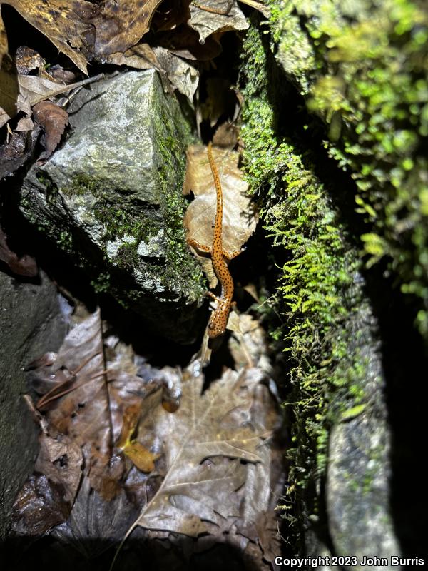 Cave Salamander (Eurycea lucifuga)