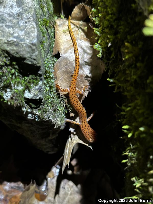 Cave Salamander (Eurycea lucifuga)