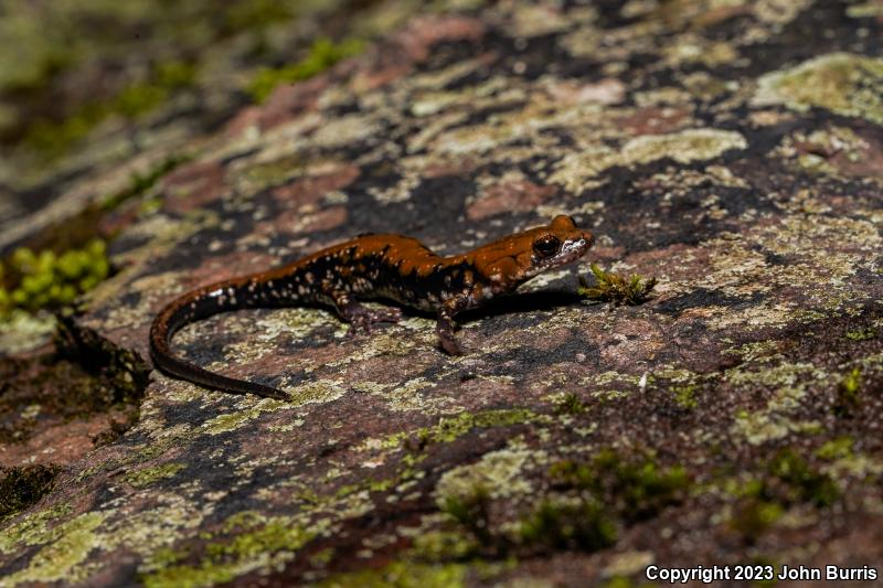 Pigeon Mountain Salamander (Plethodon petraeus)