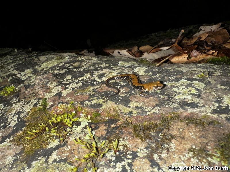 Pigeon Mountain Salamander (Plethodon petraeus)