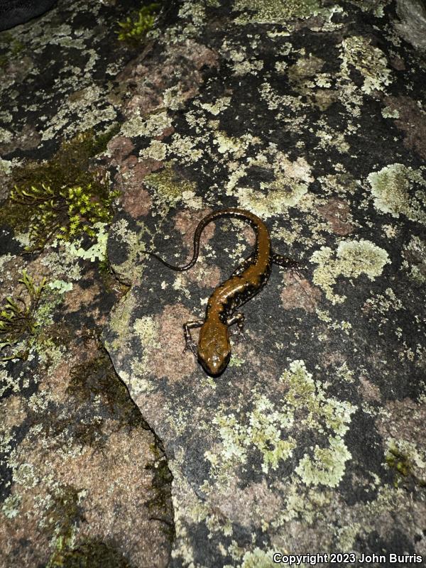 Pigeon Mountain Salamander (Plethodon petraeus)