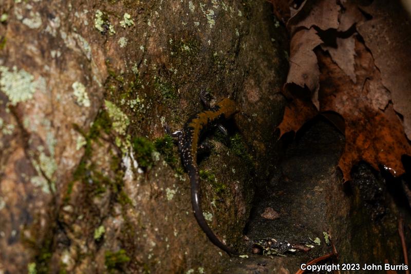 Pigeon Mountain Salamander (Plethodon petraeus)