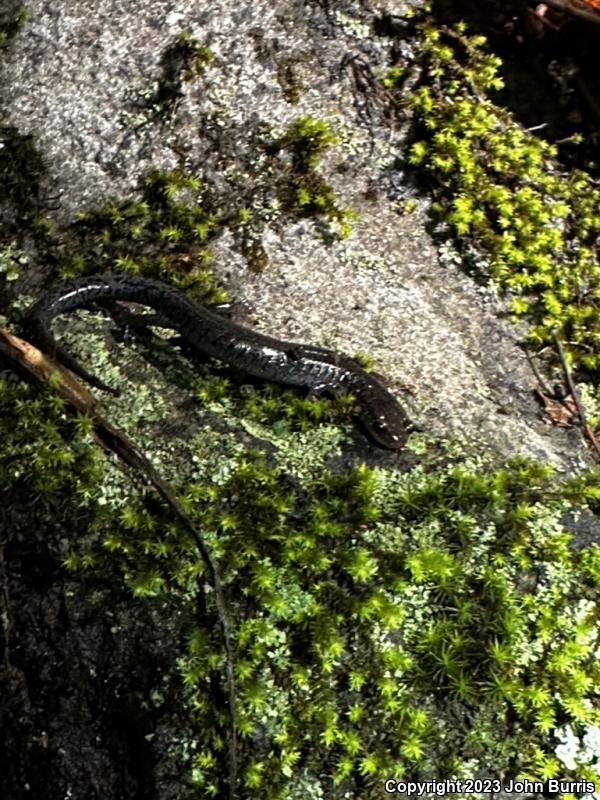 Southern Zigzag Salamander (Plethodon ventralis)