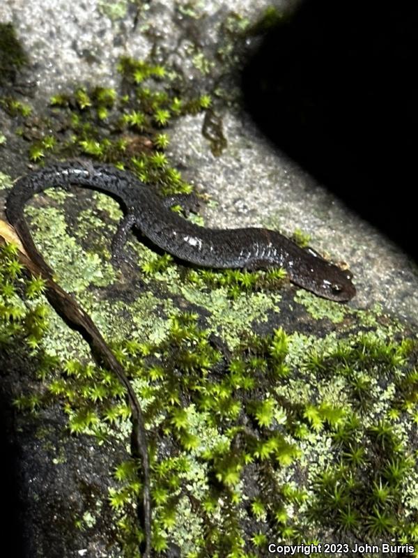 Southern Zigzag Salamander (Plethodon ventralis)