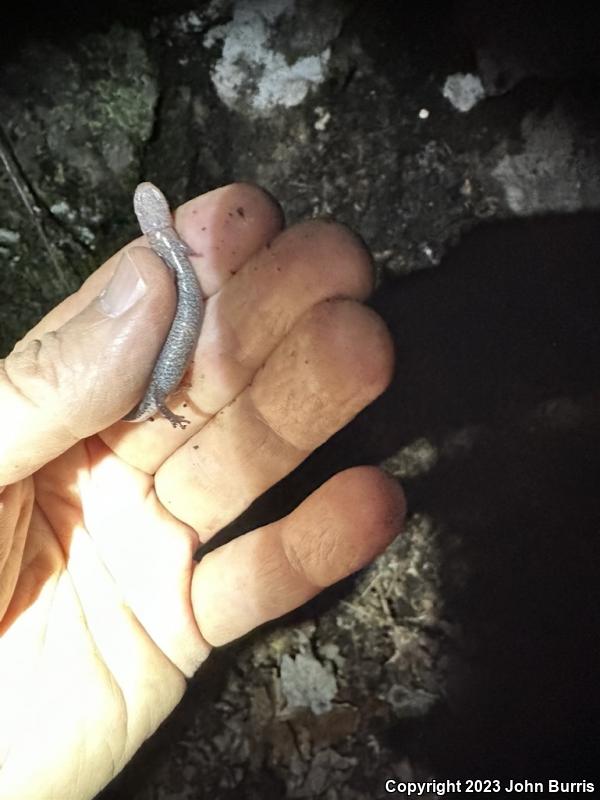 Southern Zigzag Salamander (Plethodon ventralis)