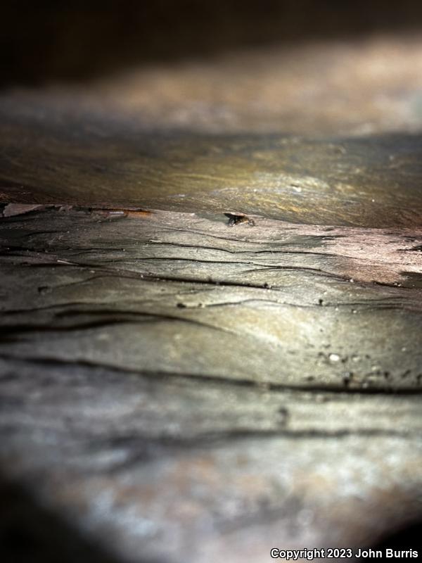 Cave Salamander (Eurycea lucifuga)