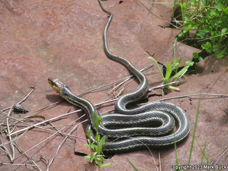Red-Spotted Gartersnake (Thamnophis sirtalis concinnus)