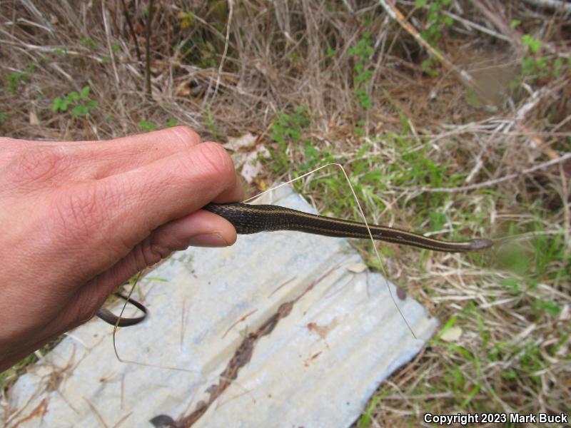 Northwestern Gartersnake (Thamnophis ordinoides)