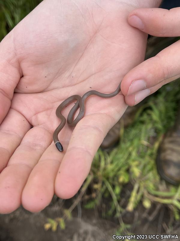 Western Black-headed Snake (Tantilla planiceps)