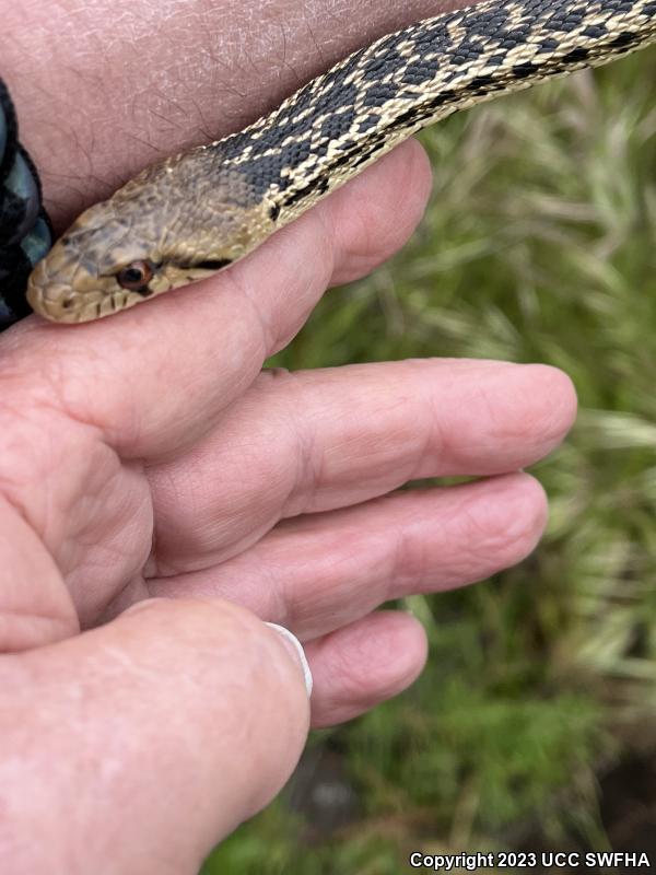 San Diego Gopher Snake (Pituophis catenifer annectens)