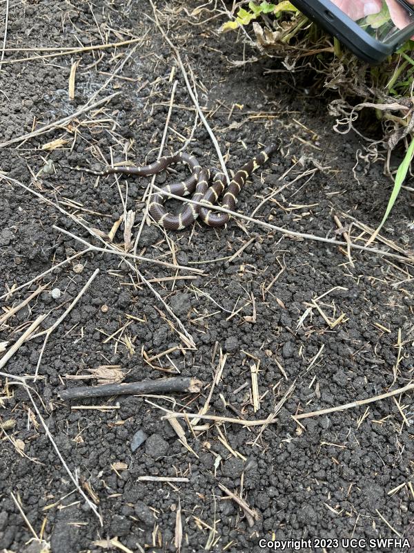 California Kingsnake (Lampropeltis getula californiae)