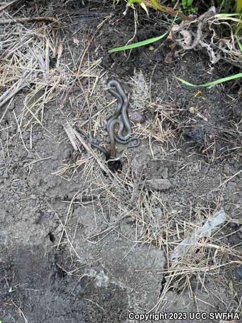 San Diego Ring-necked Snake (Diadophis punctatus similis)