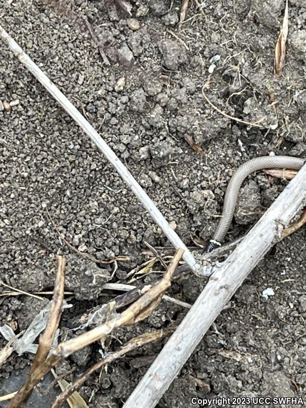 Western Black-headed Snake (Tantilla planiceps)