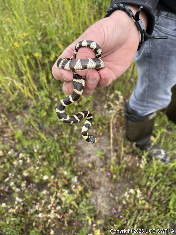 California Kingsnake (Lampropeltis getula californiae)