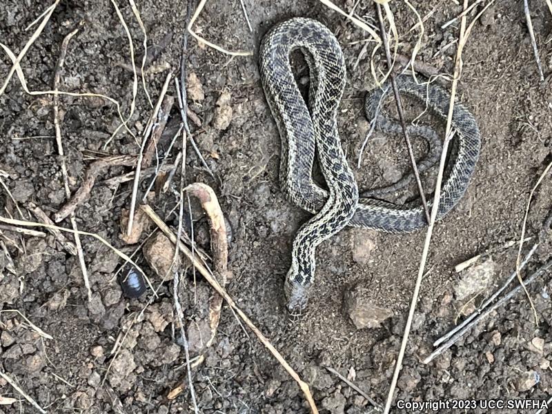 San Diego Gopher Snake (Pituophis catenifer annectens)