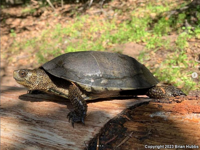 Western Pond Turtle (Actinemys marmorata)