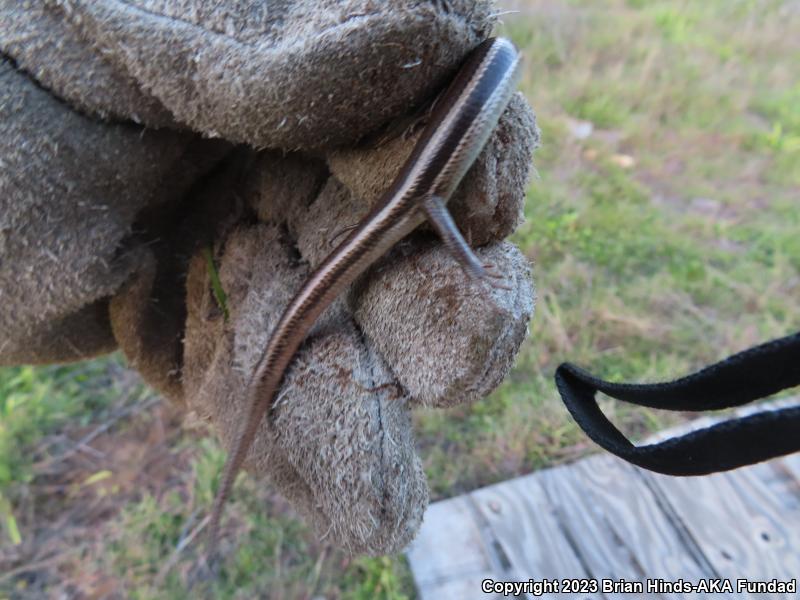 Western Skink (Plestiodon skiltonianus)