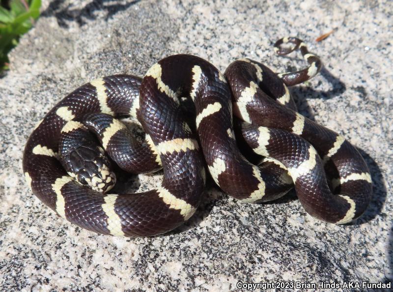 California Kingsnake (Lampropeltis getula californiae)