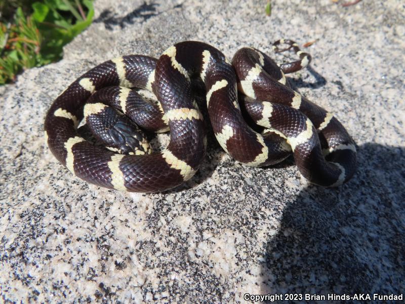 California Kingsnake (Lampropeltis getula californiae)