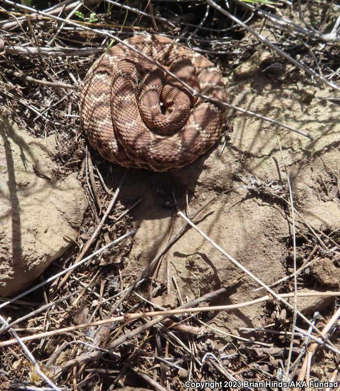 Red Diamond Rattlesnake (Crotalus ruber)