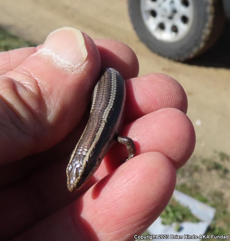 Coronado Island Skink (Plestiodon skiltonianus interparietalis)