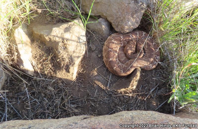 Red Diamond Rattlesnake (Crotalus ruber)