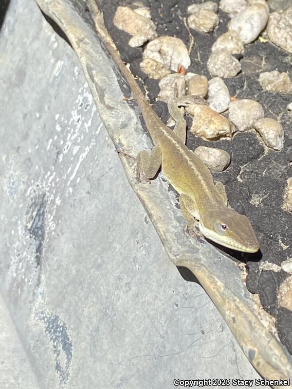 Green Anole (Anolis carolinensis)