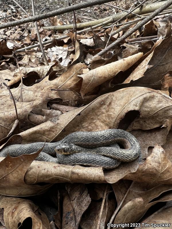 Eastern Gartersnake (Thamnophis sirtalis sirtalis)