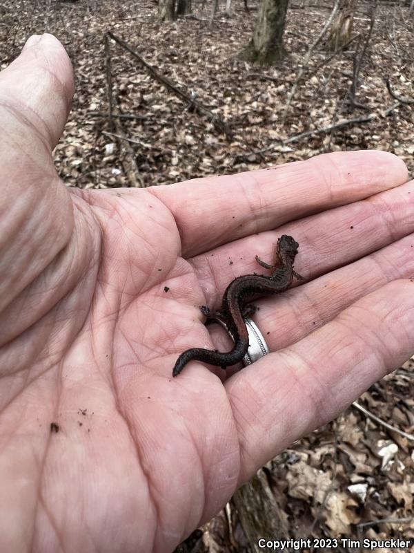 Eastern Red-backed Salamander (Plethodon cinereus)