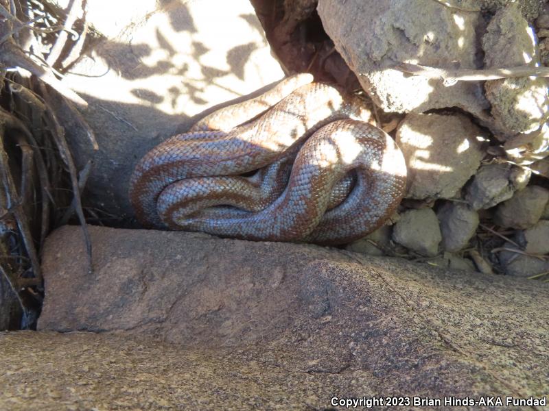 Coastal Rosy Boa (Lichanura trivirgata roseofusca)