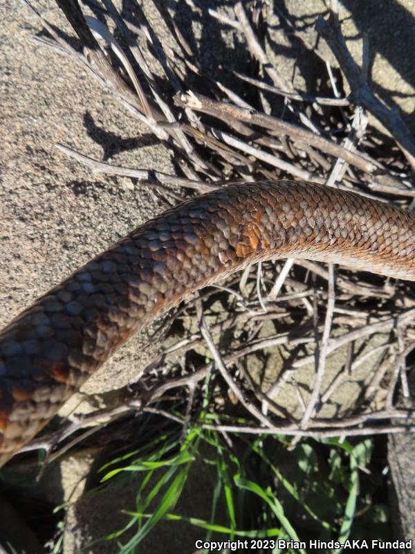 Coastal Rosy Boa (Lichanura trivirgata roseofusca)