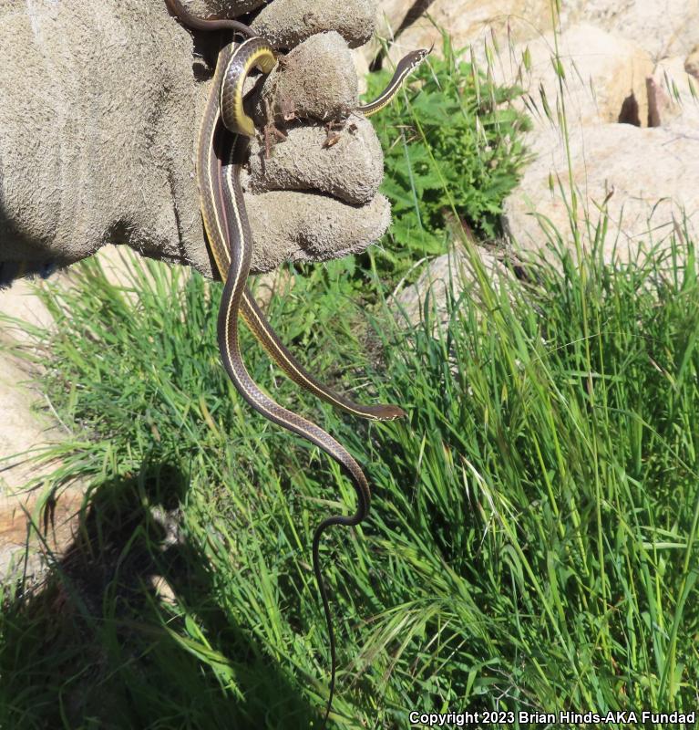 California Striped Racer (Coluber lateralis lateralis)