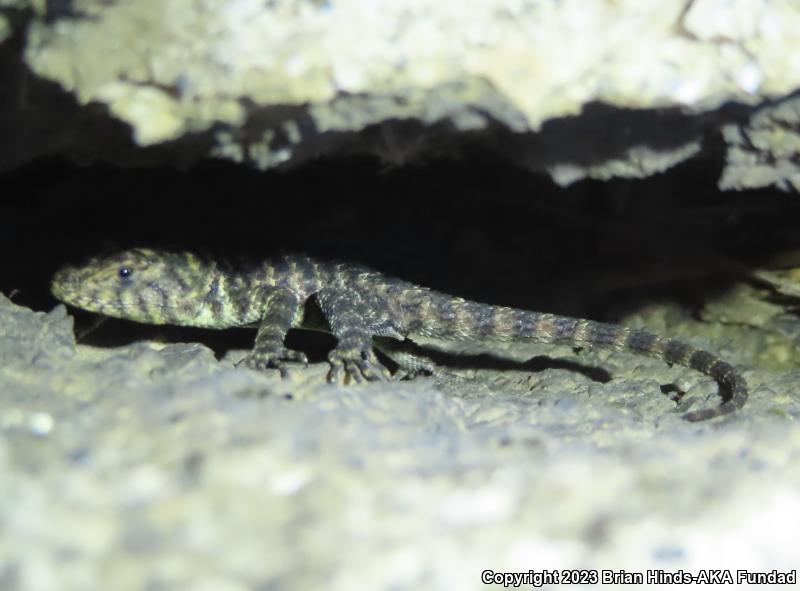 Granite Spiny Lizard (Sceloporus orcutti)