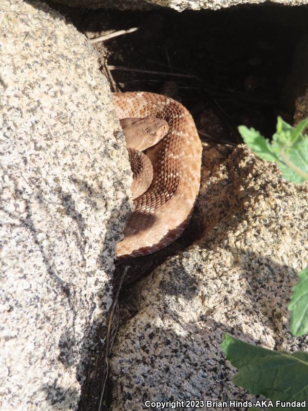 Red Diamond Rattlesnake (Crotalus ruber)