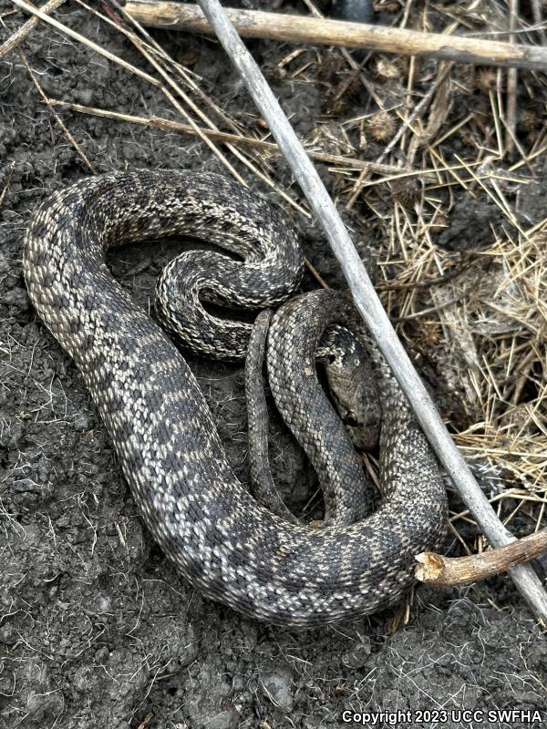 San Diego Gopher Snake (Pituophis catenifer annectens)