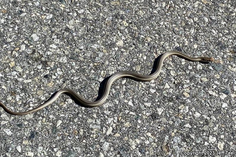 California Striped Racer (Coluber lateralis lateralis)