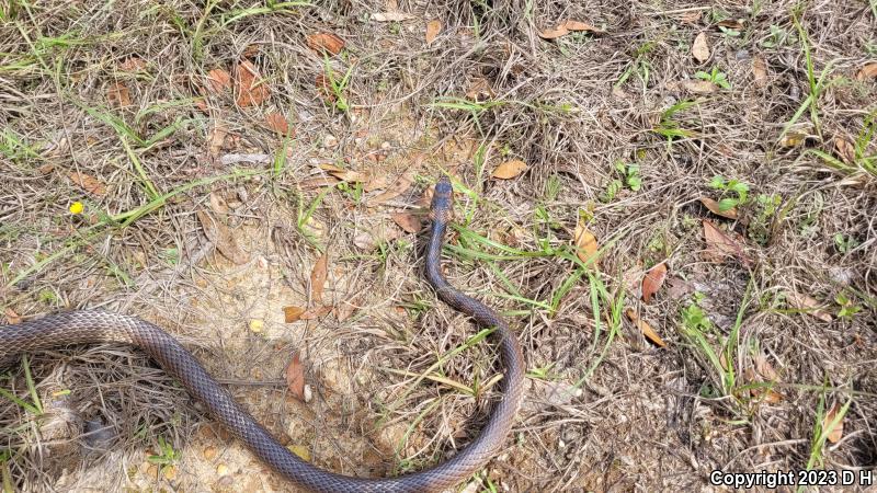 Eastern Coachwhip (Coluber flagellum flagellum)