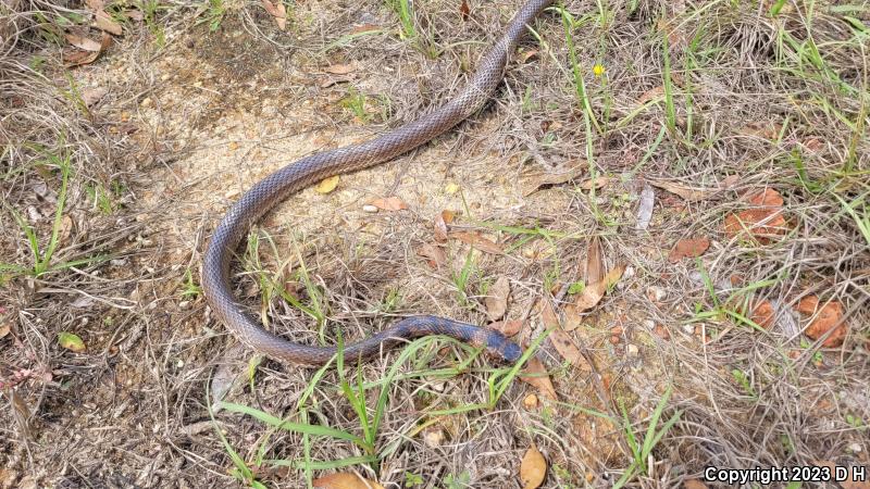 Eastern Coachwhip (Coluber flagellum flagellum)