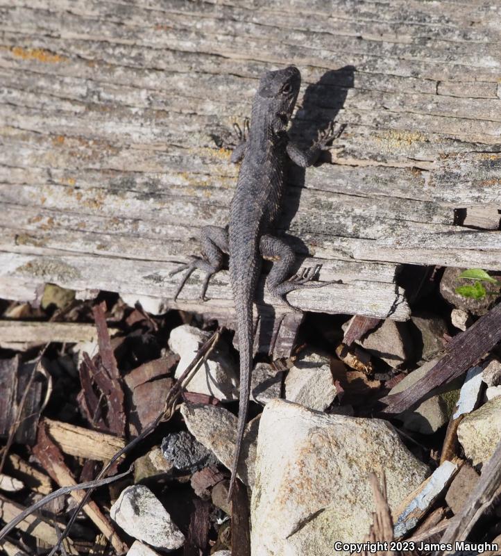 Coast Range Fence Lizard (Sceloporus occidentalis bocourtii)