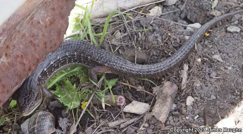 California Alligator Lizard (Elgaria multicarinata multicarinata)