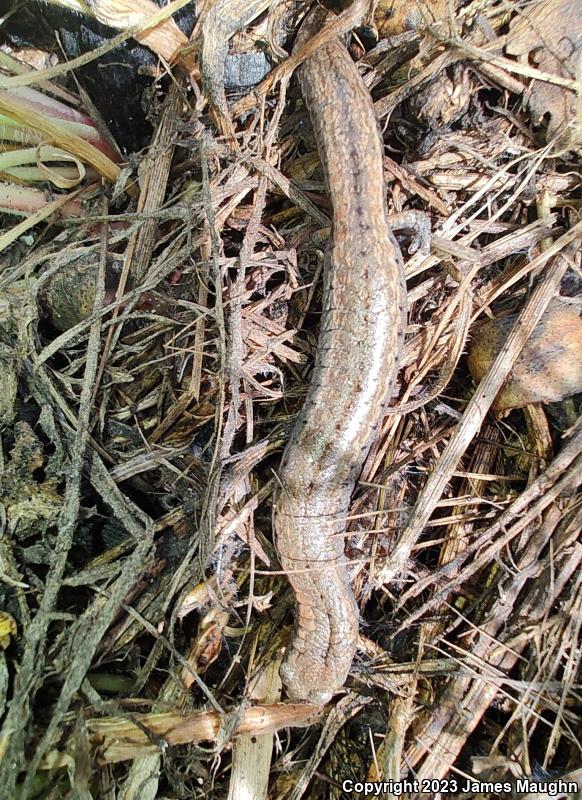 Gabilan Mountains Slender Salamander (Batrachoseps gavilanensis)